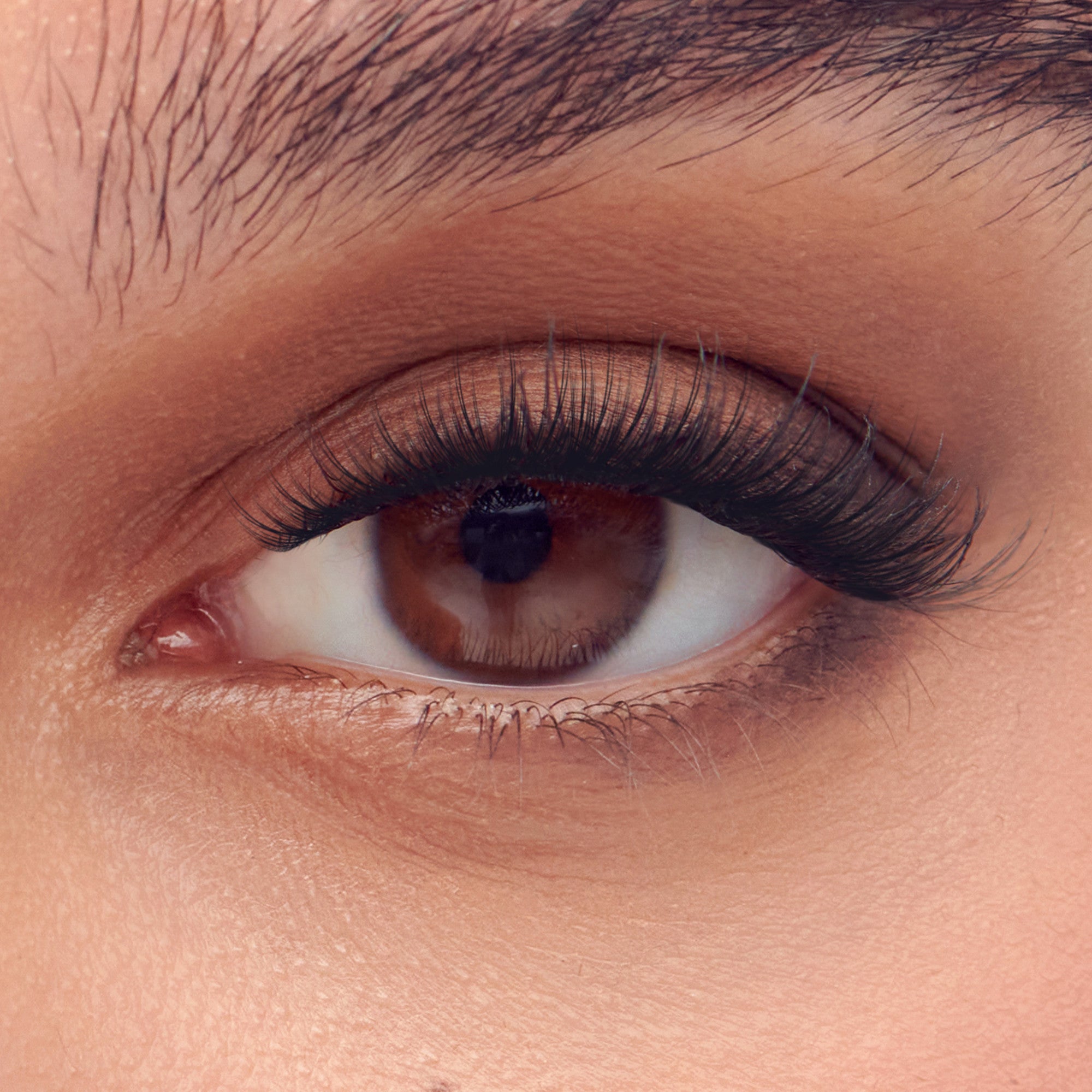 Close-up of a brown eye with long, dense, natural-looking false eyelashes applied along the upper lash line.