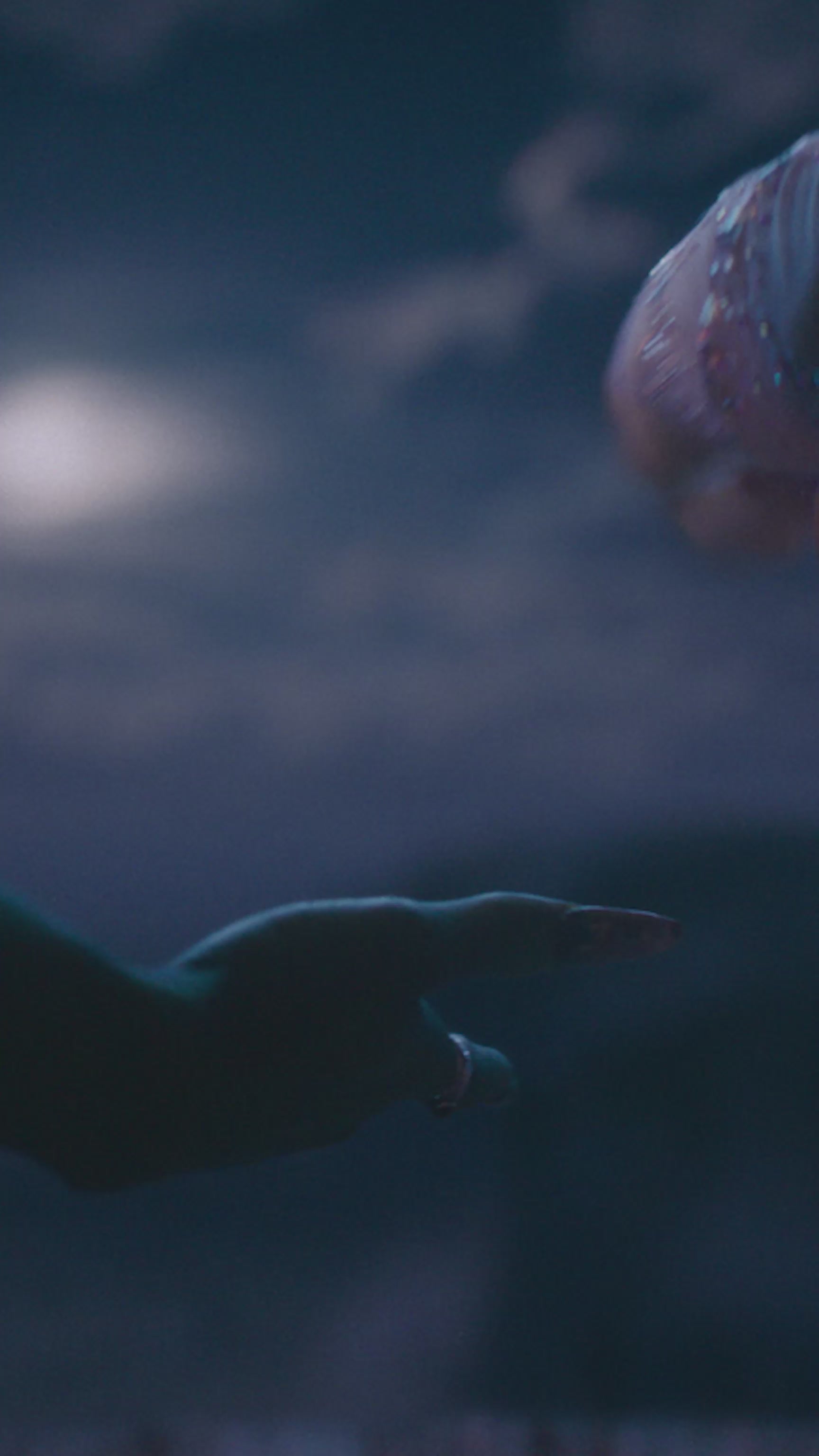 FALSCARA X WICKED: FOR GOOD | Go On, You&